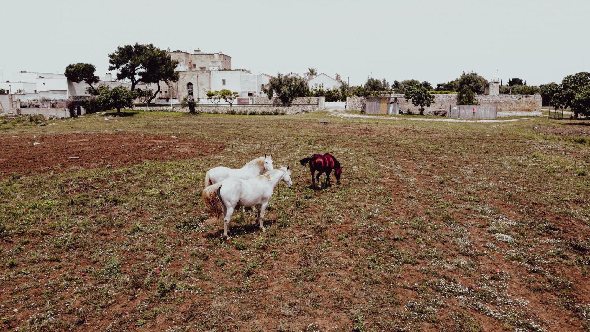 Masseria Francescani Torre Chianca Εξωτερικό φωτογραφία